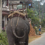 2024-10 - Népal - J11 - Parc National de Chitwan - 141